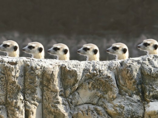 Meerkats