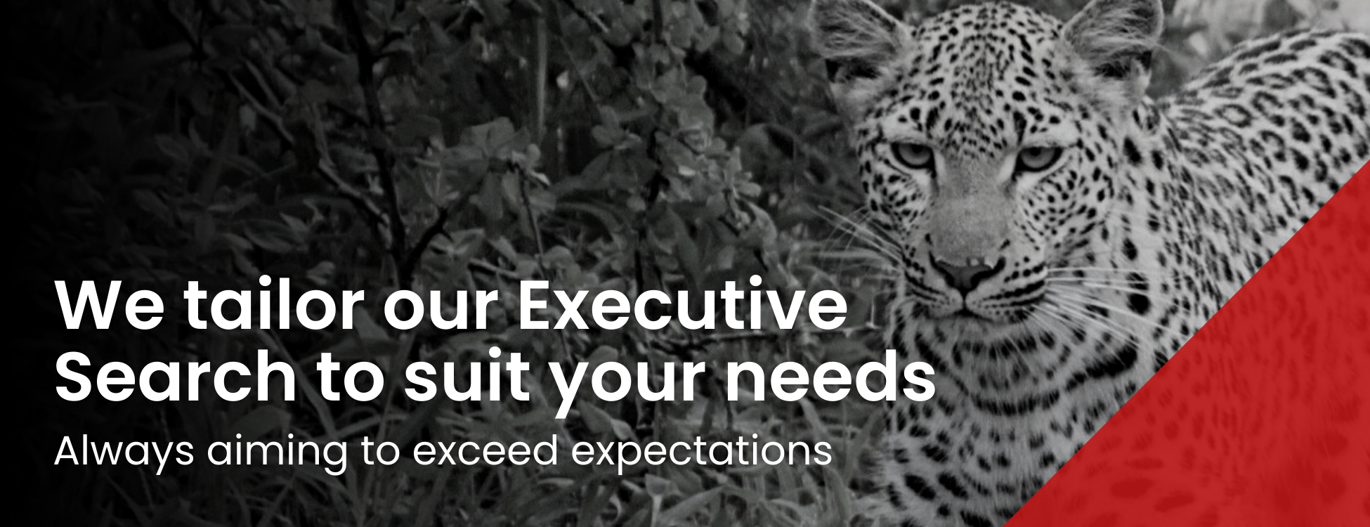 We tailor our Executive Search to suit your needs