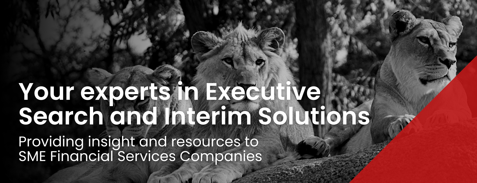 Your experts in Executive Search and Interim Solutions